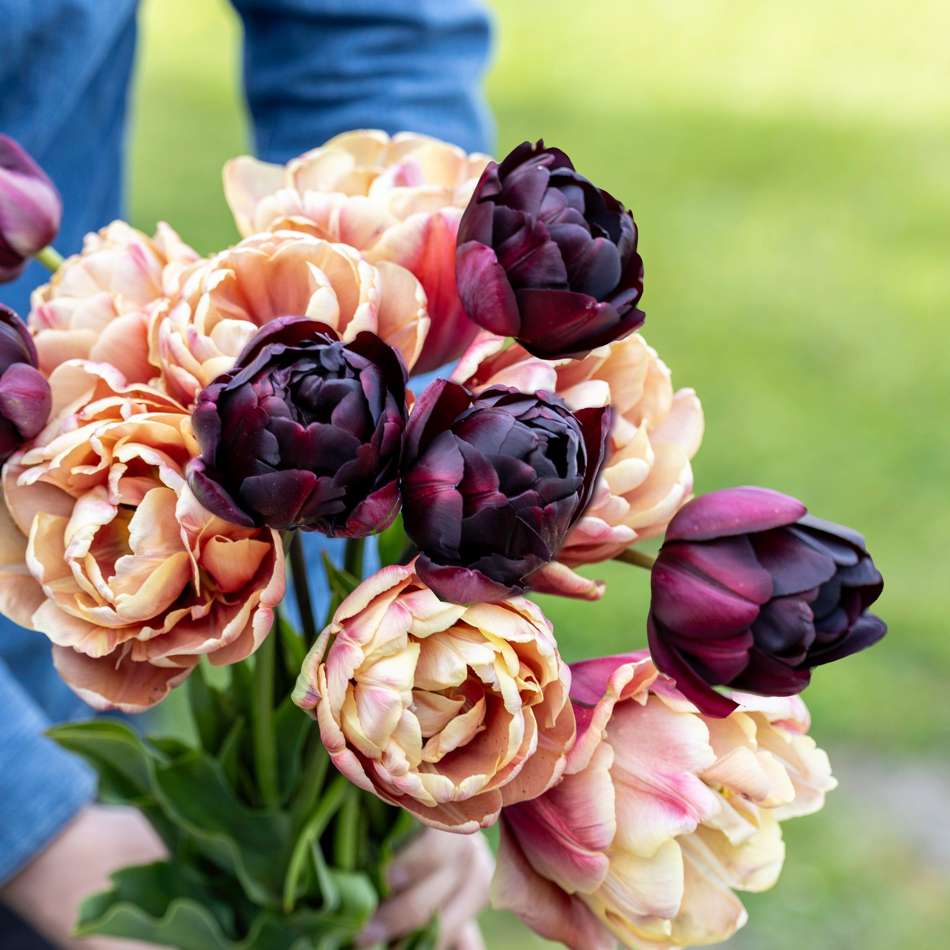 'Nadjas' tulpanblandning